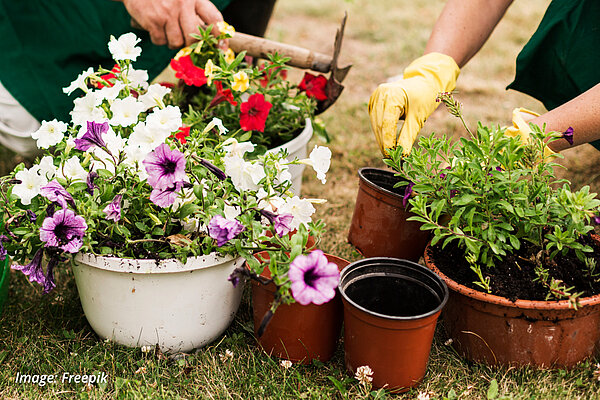 Plants and flowers